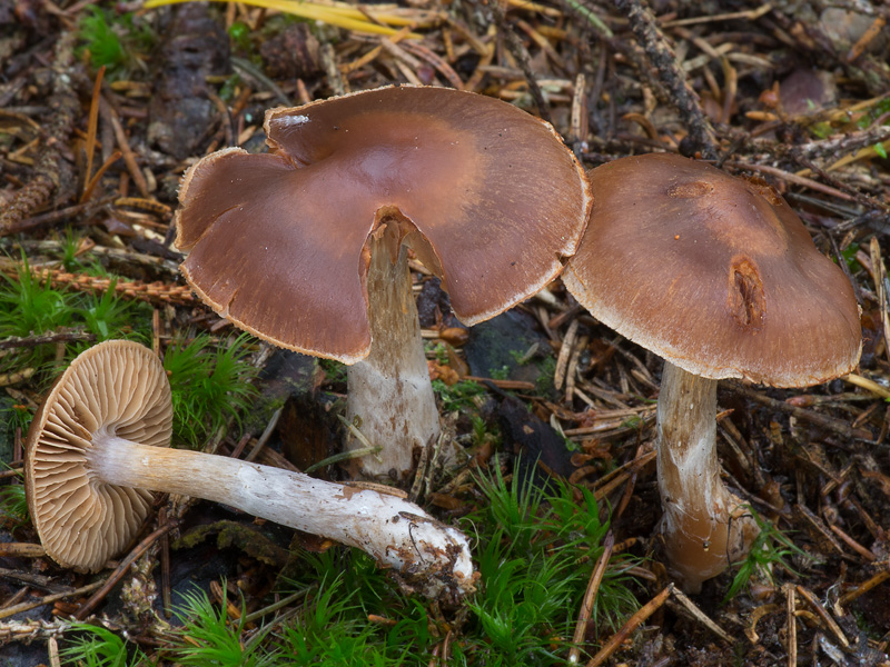 Cortinarius kauffmanianus